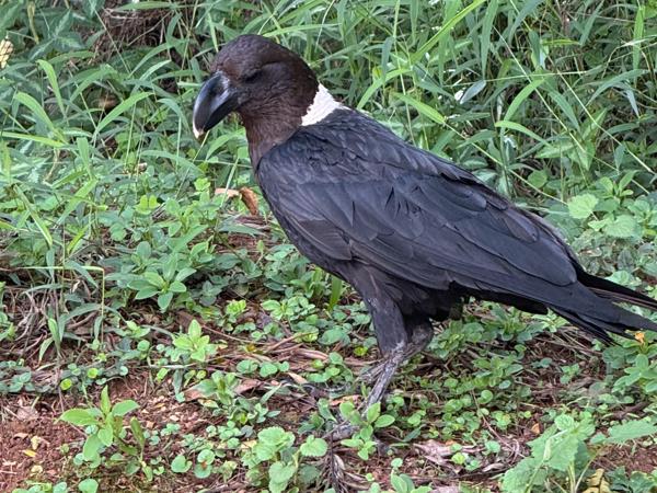 <h3><a href="/trips/tanzania/biota/animalia/chordata/aves/040 passeriformes/054 corvidae/corvus albicollis/corvus albicollis-nl.html">Corvus&nbsp;albicollis</a> / White‑necked&nbsp;raven / Witnekraaf</h3>Apple met iPhone 16 Pro back triple camera 15.66mm f/2.8, 1/99 sec  bij F2.8, ISO 80